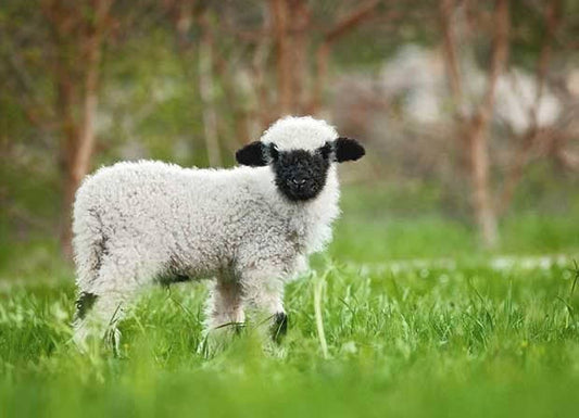 Redefining Wool — Ethical, Humane, and Sustainable